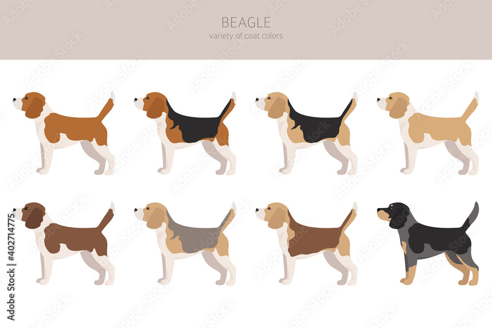 Beagle clipart. Different coat colors set