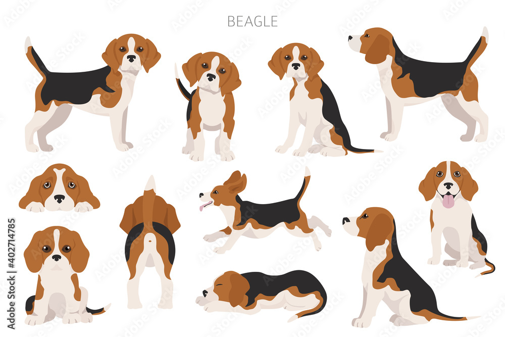 Beagle infographic. Different poses, Beagle puppy