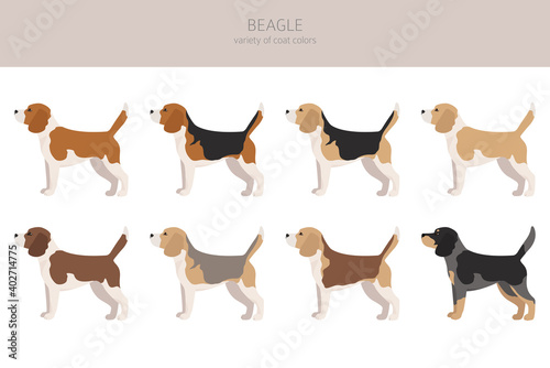 Beagle clipart. Different coat colors set