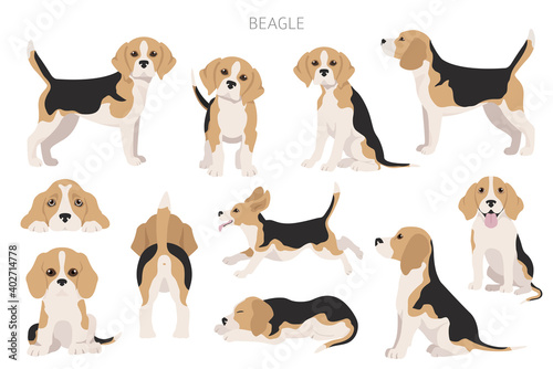 Beagle infographic. Different poses, Beagle puppy photo