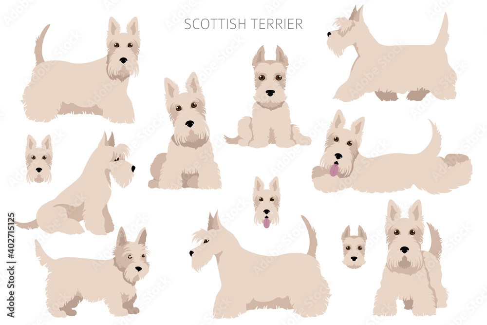 Scottish terrier dogs in different poses and coat colors. Adult and puppy scottie set Scottish terrier dogs in different poses and coat colors. Adult and puppy scottie set