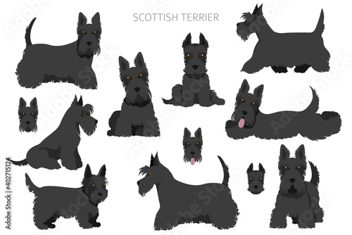 Scottish terrier dogs in different poses and coat colors. Adult and puppy scottie set photo