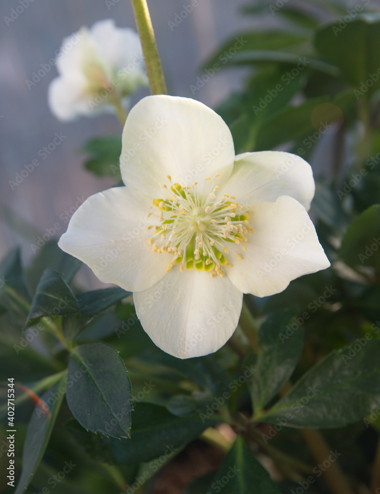 Obraz premium White Hellebore flower, 