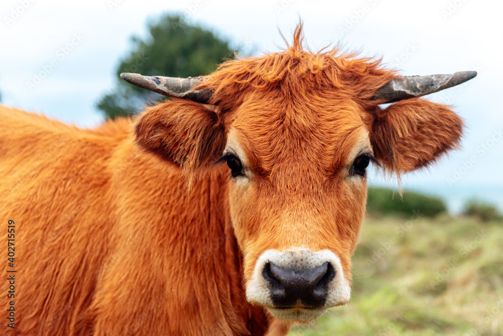 young brown cow with small horns looking at camera. shot close up. Extense livestock farming.agriculture industry, farming and animal husbandry concept