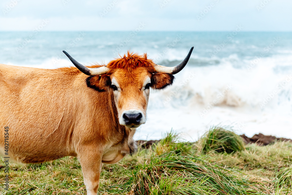 adult brown cow grazing free in the field with the sea in the background. Extense livestock farming.agriculture industry, farming and animal husbandry concept adult brown cow grazing free in the field with the sea in the background. Extense livestock farming.agriculture industry, farming and animal husbandry concept