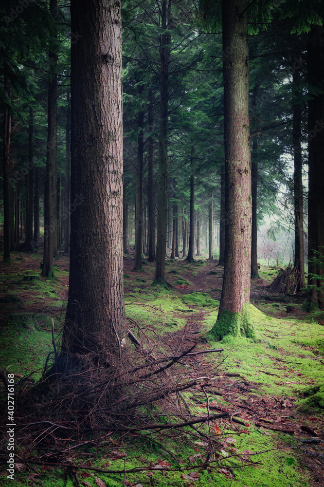 pine woodland at ladock cornwall England uk forest wood pine woodland at ladock cornwall England uk forest wood