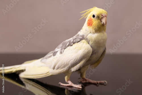 portrait of a parrot corella with pink cheeks and a tuft on his head
