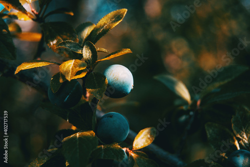 prunus spinosa fruits on a small branch