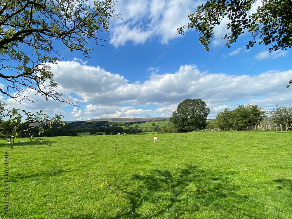 Fototapeta premium Country landscape, with a large meadow, grazing sheep, and hills in the distance near, Slaidburn, Clitheroe, UK