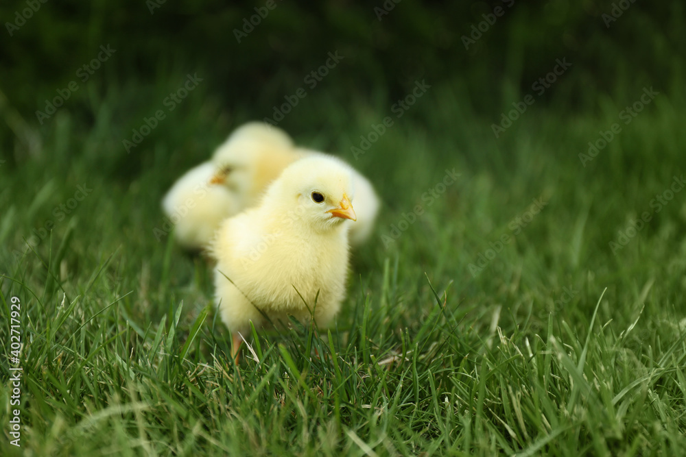 Fototapeta premium Cute fluffy baby chickens on green grass outdoors. Farm animals