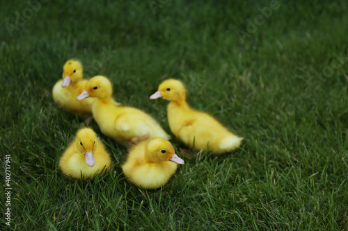 Cute fluffy goslings on green grass outdoors. Farm animals