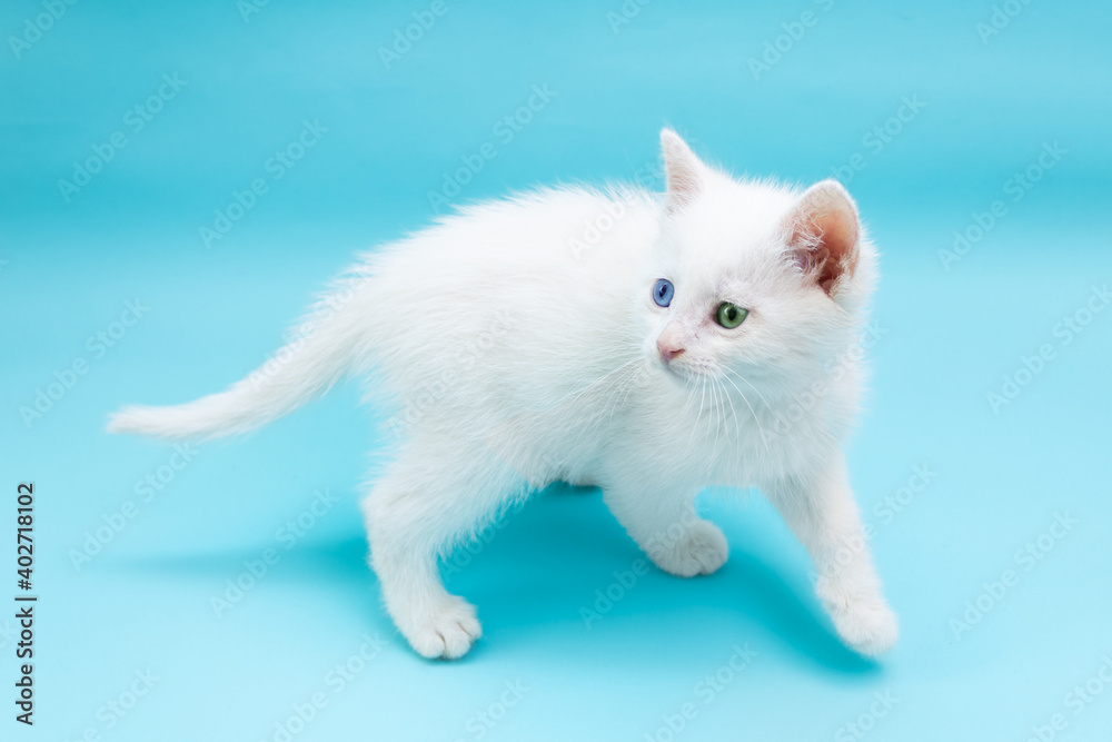 Small white kitten with blue and green eyes on blue background