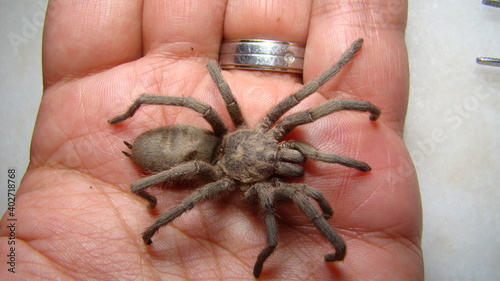 Tarantula as a pet. Exotic veterinarian holding a wolf spider, vet. Biologist. insect on the hand. Arthropods, invertebrates. insects, bugs, bug, animals, animal, wildlife, wild nature, rainforest