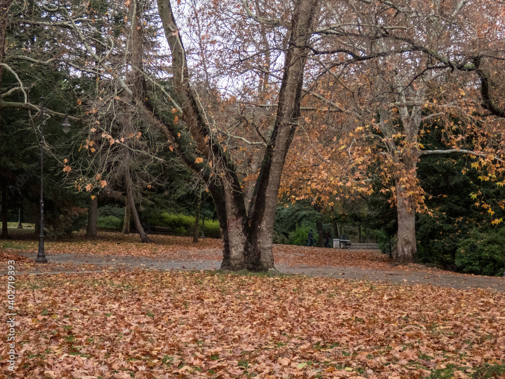 Trees with brown and yellow leaves in the garden in autumn. Trees with brown and yellow leaves in the garden in autumn.