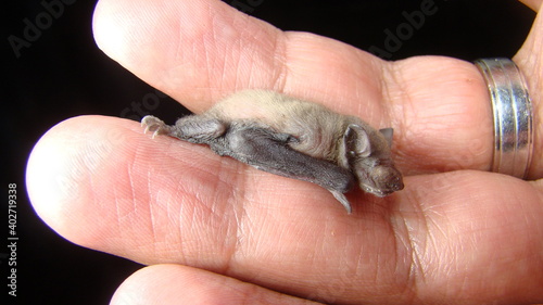 Exotic veterinarian examines baby bat.
Animals accused of coronavirus, mammals.
wildlife vet. surgery.
Birth of new life, newborn, cute babies, wild nature.
Veterinary medicine, pet.
Animal diseases