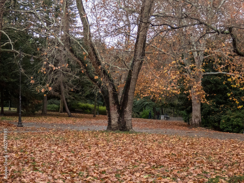 Trees with brown and yellow leaves in the garden in autumn.