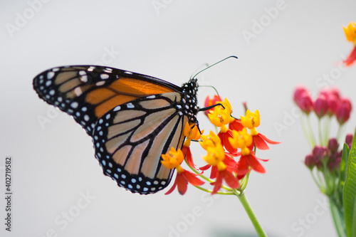 Butterfly 2019-252   Monarch butterfly  Danaus plexippus 