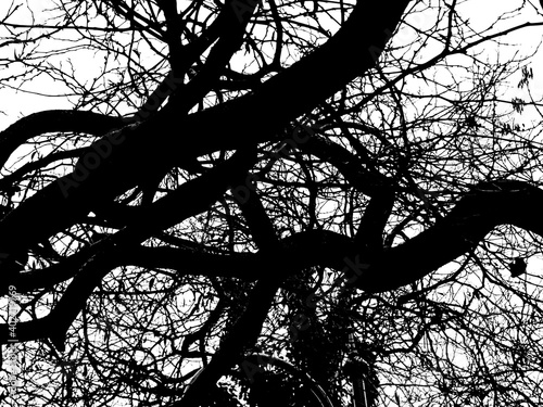 The outlines of an old broken tree against the sky.