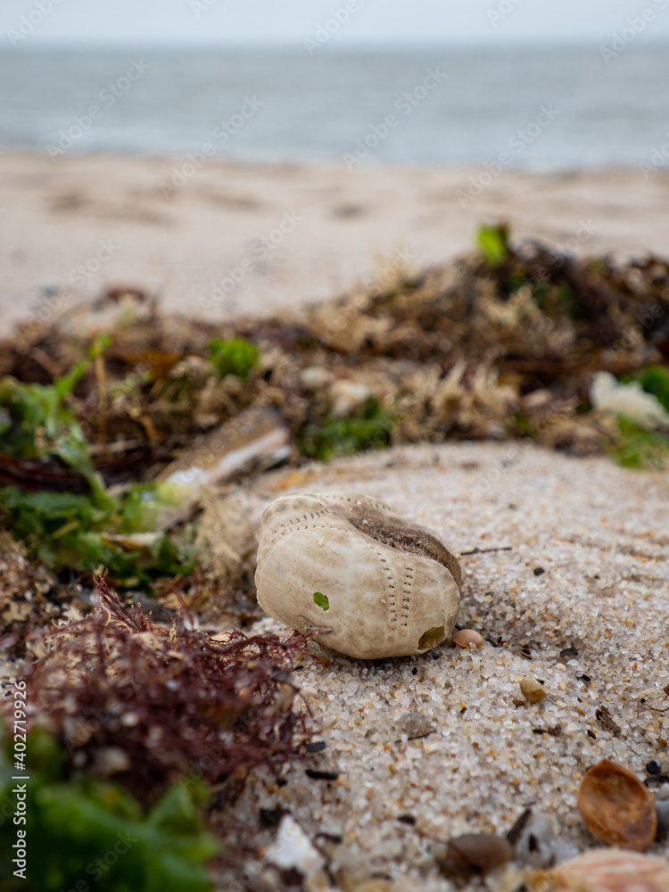 Heart Urchin shell at a beach on Sylt island