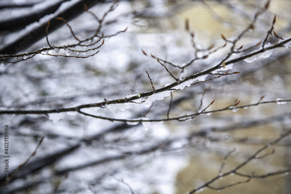 Tree branches with snow and ice Tree branches with snow and ice