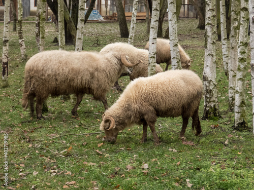 Few light sheep with big swirling horns among the trees