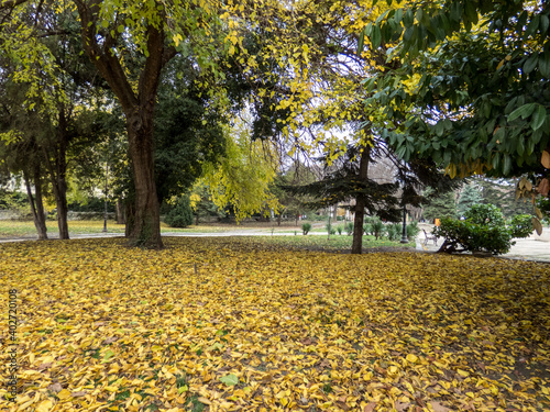 Trees with brown and yellow  leaves in the garden in autumn.
