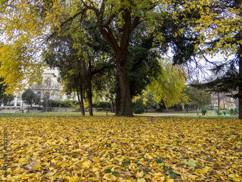Trees with brown and yellow  leaves in the garden in autumn.