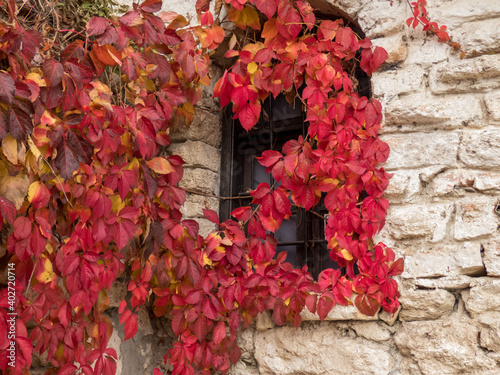 Old stonw wall with window overgrown with ivy plant with red autumn leaves