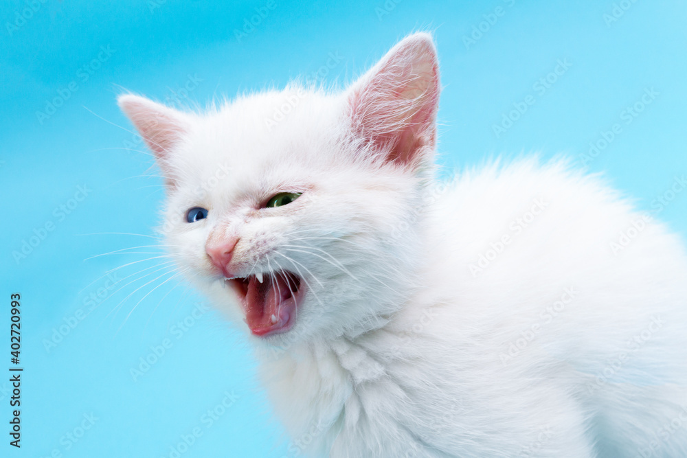 Small white kitten with opened mouth meowing on blue background