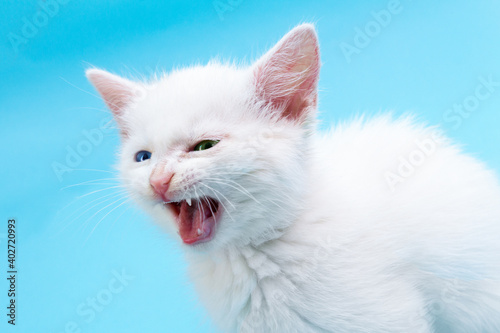 Small white kitten with opened mouth meowing on blue background