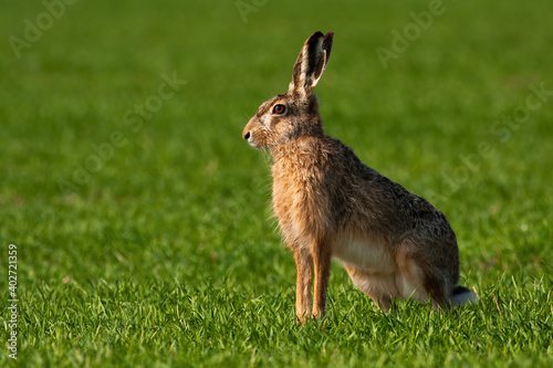 Brown hare, lepus europaeus, sitting in green grass during spring season with copy space. Animal wildlife in natural environment. Wild mammal with fur and long eard waiting on a field.