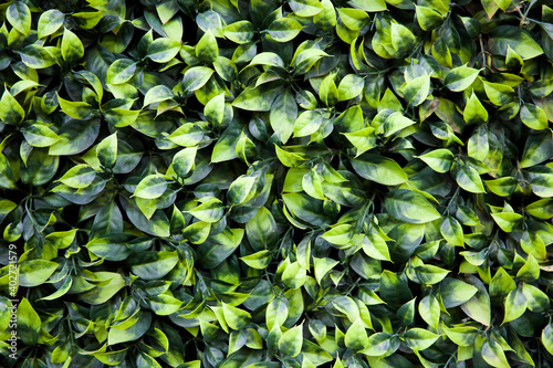 Texture of ivy leaves closeup photo