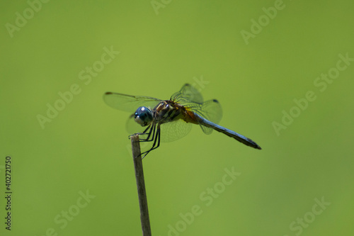 Dragonfly 2020-1 / Stream Bluet (Enallagma exsulans)