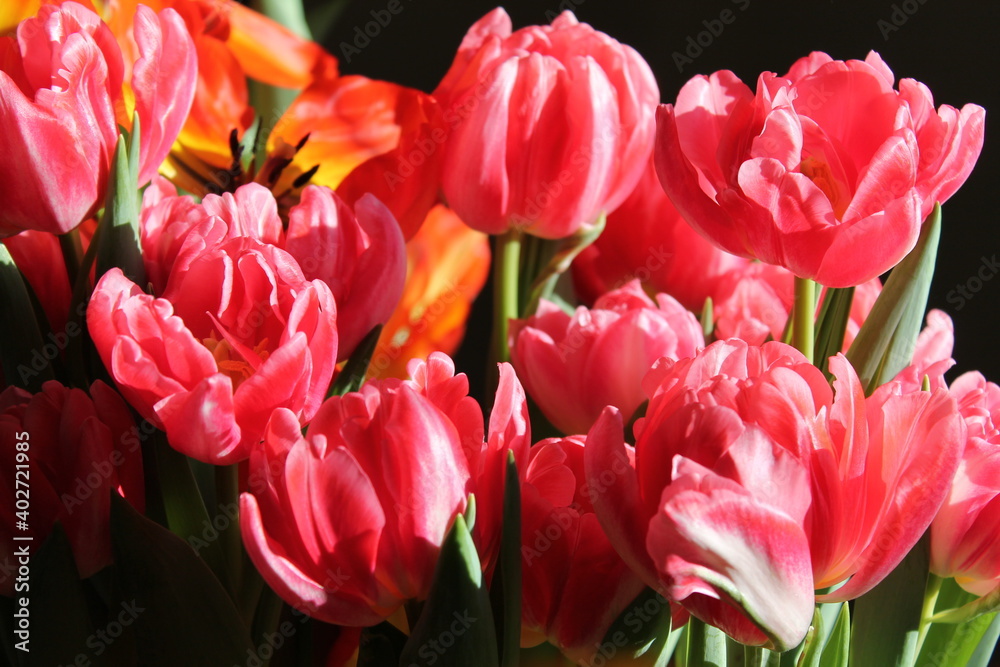 field of tulips field of tulips
