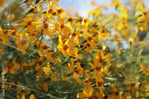 Sunny Daylight Field of Yellow Black Eyed Susan Flowers