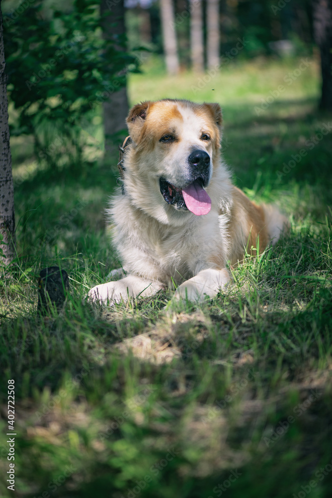 Portrait of a Central Asian Shepherd Dog close-up in the summer forest.
