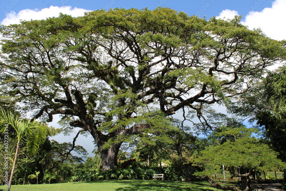 Island St. Kitts in the Caribbean (St. Kitts Karibik), Rain Tree (Samanea saman) (Regenbaum) Island St. Kitts in the Caribbean (St. Kitts Karibik), Rain Tree (Samanea saman) (Regenbaum)