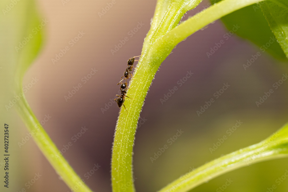 Little ant walking on a green leaf Little ant walking on a green leaf
