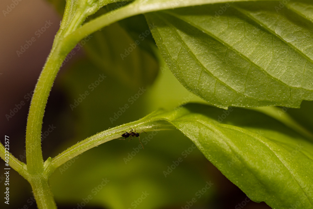 Little ant walking on a green leaf Little ant walking on a green leaf