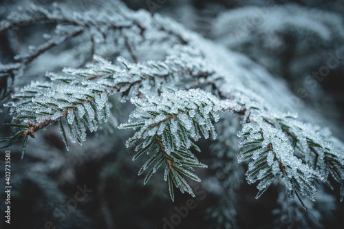 Frostiger Tannenzweig