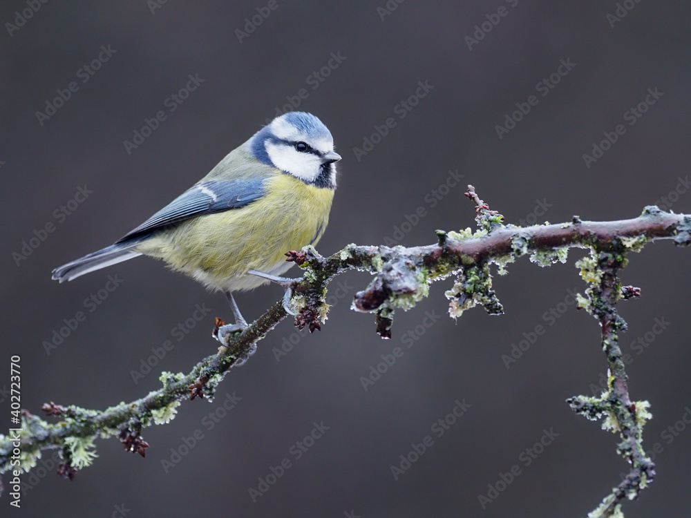 Blue tit, Cyanistes caeruleus Blue tit, Cyanistes caeruleus