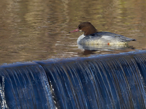 Goosander, Mergus merganser,