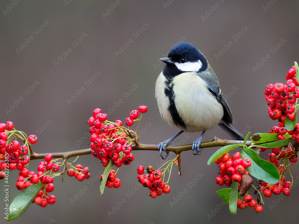 Fototapeta premium Great tit, Parus major