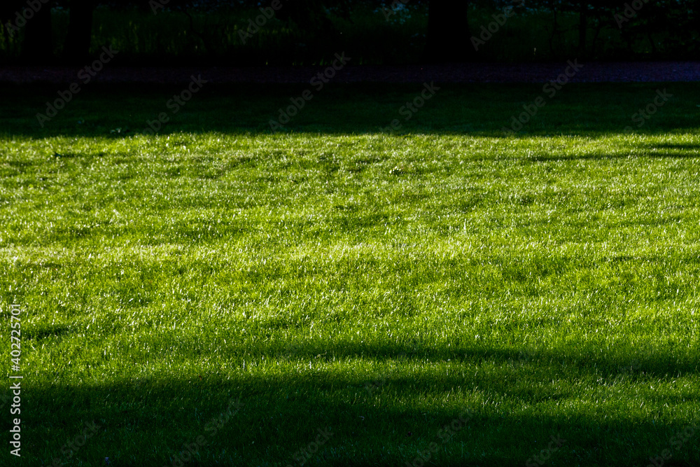 Green grass with highlights from the sun..