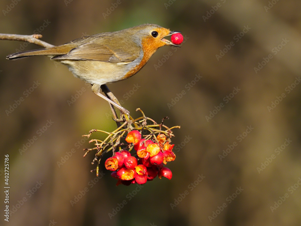 Robin, Erithacus rubecula