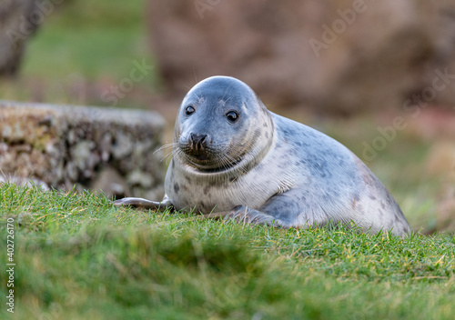 Young Seal playing in small stream at St Abbs Head, Scotland