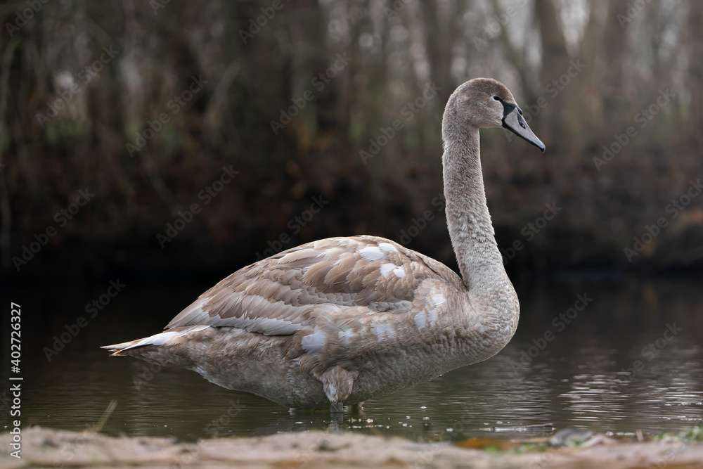 Fototapeta premium Beautiful swan