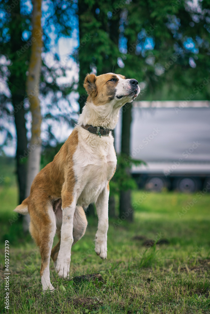 Central Asian Shepherd Dog stands on its hind legs in the forest. Central Asian Shepherd Dog stands on its hind legs in the forest.