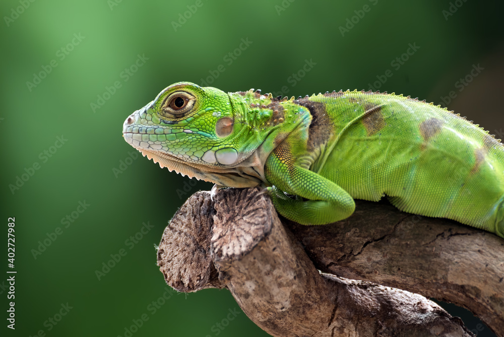 Fototapeta premium Green iguana on a tree branch