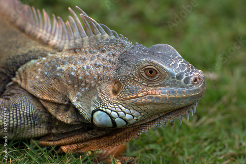 Big red iguana walking on the grass